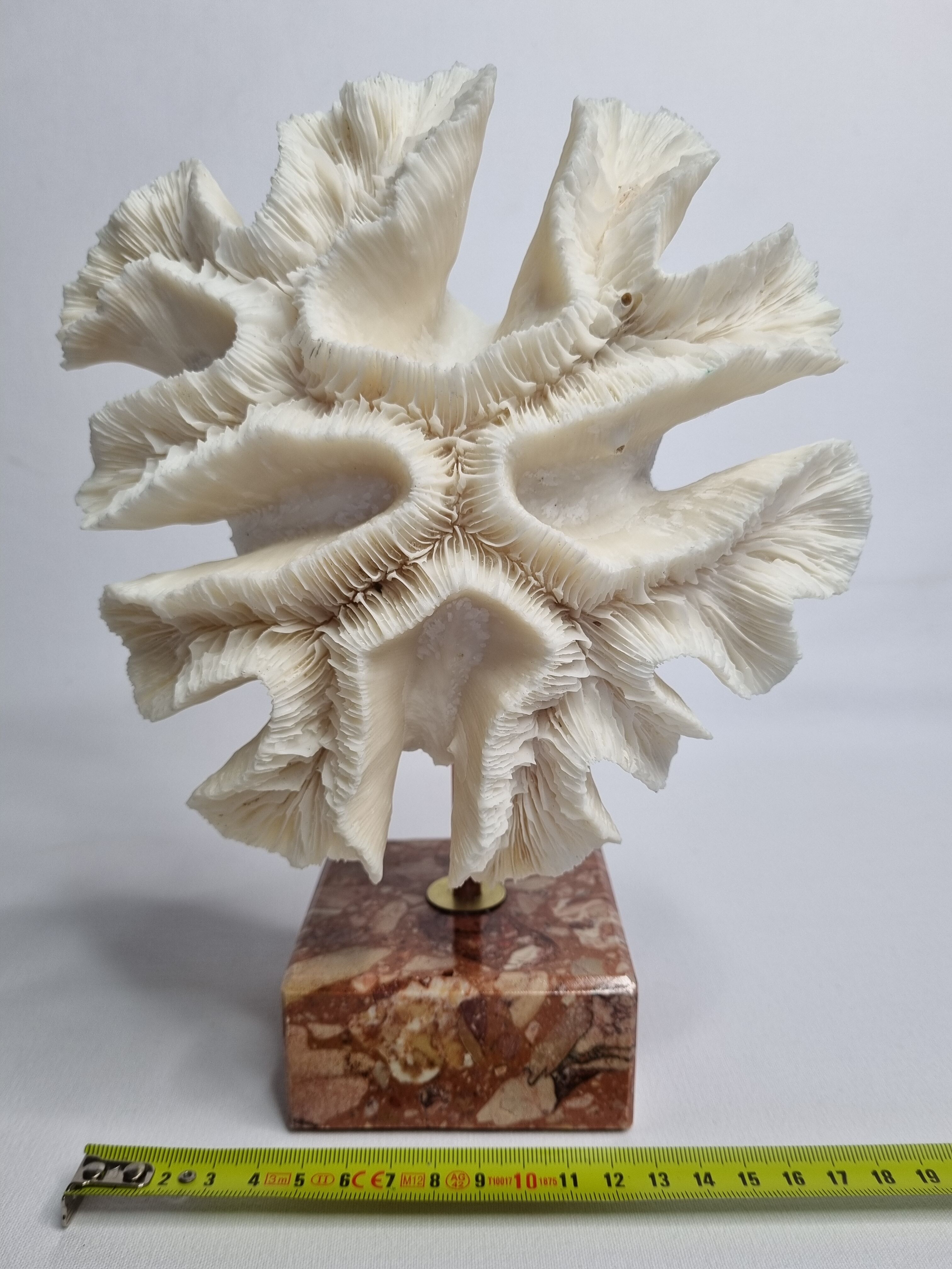 Old white coral "méandrine" on marble base, 25 cm