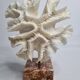 Old white coral "méandrine" on marble base, 25 cm