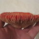 Coral vintage deco