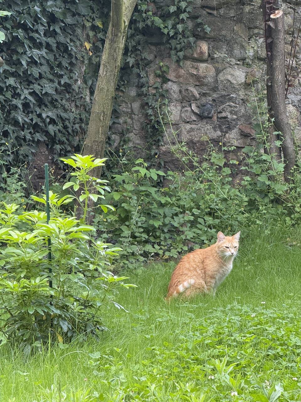 Large rattan shelf 1960