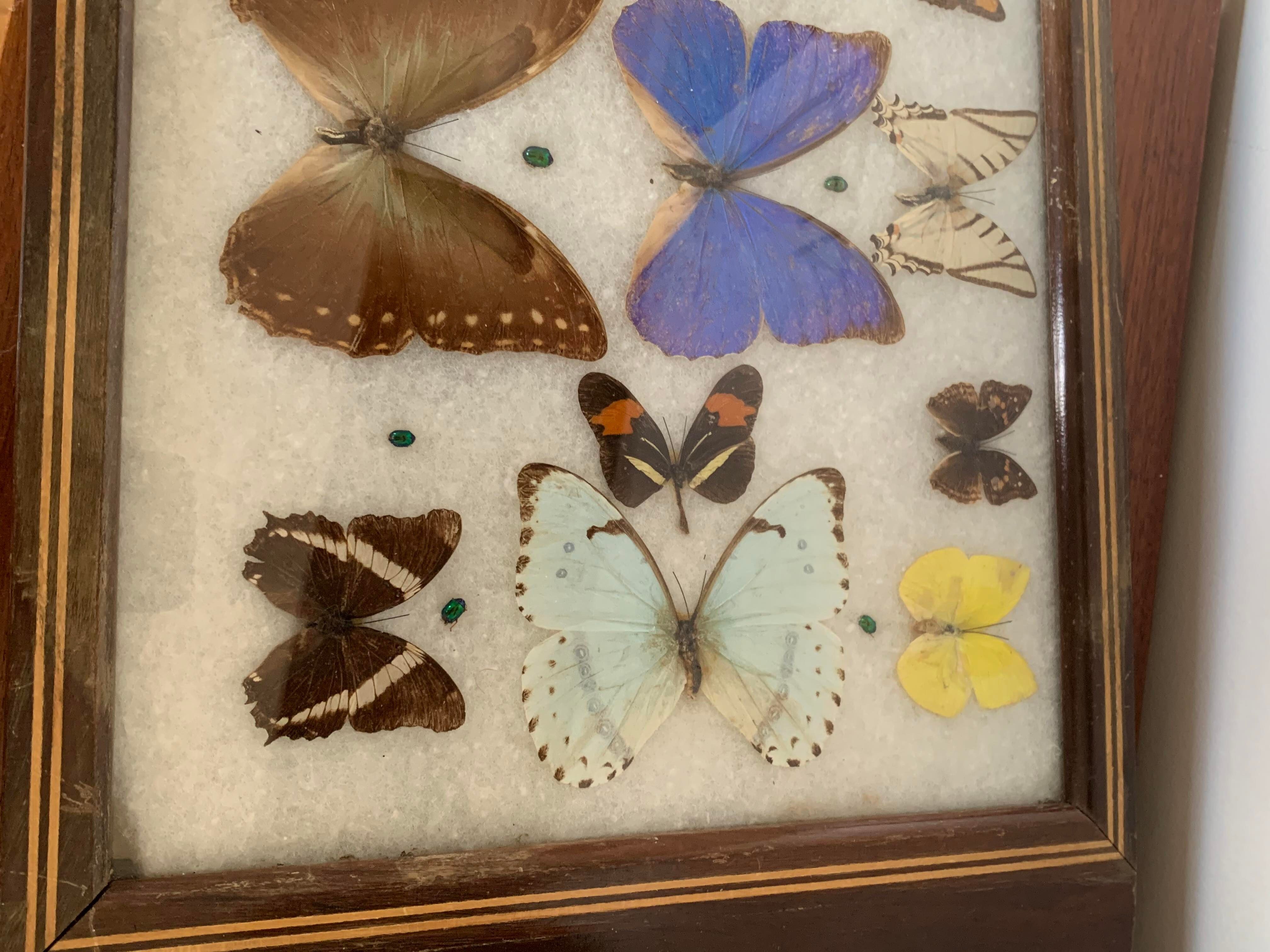 Butterfly tray stuffed under glass