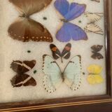 Butterfly tray stuffed under glass
