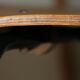6 chaises papyrus pierre guariche
