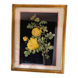 Framed poster vintage pinks yellow feared