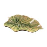 Alocsia leaf plate