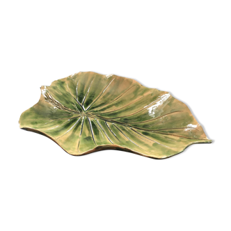 Flat leaf alocsia