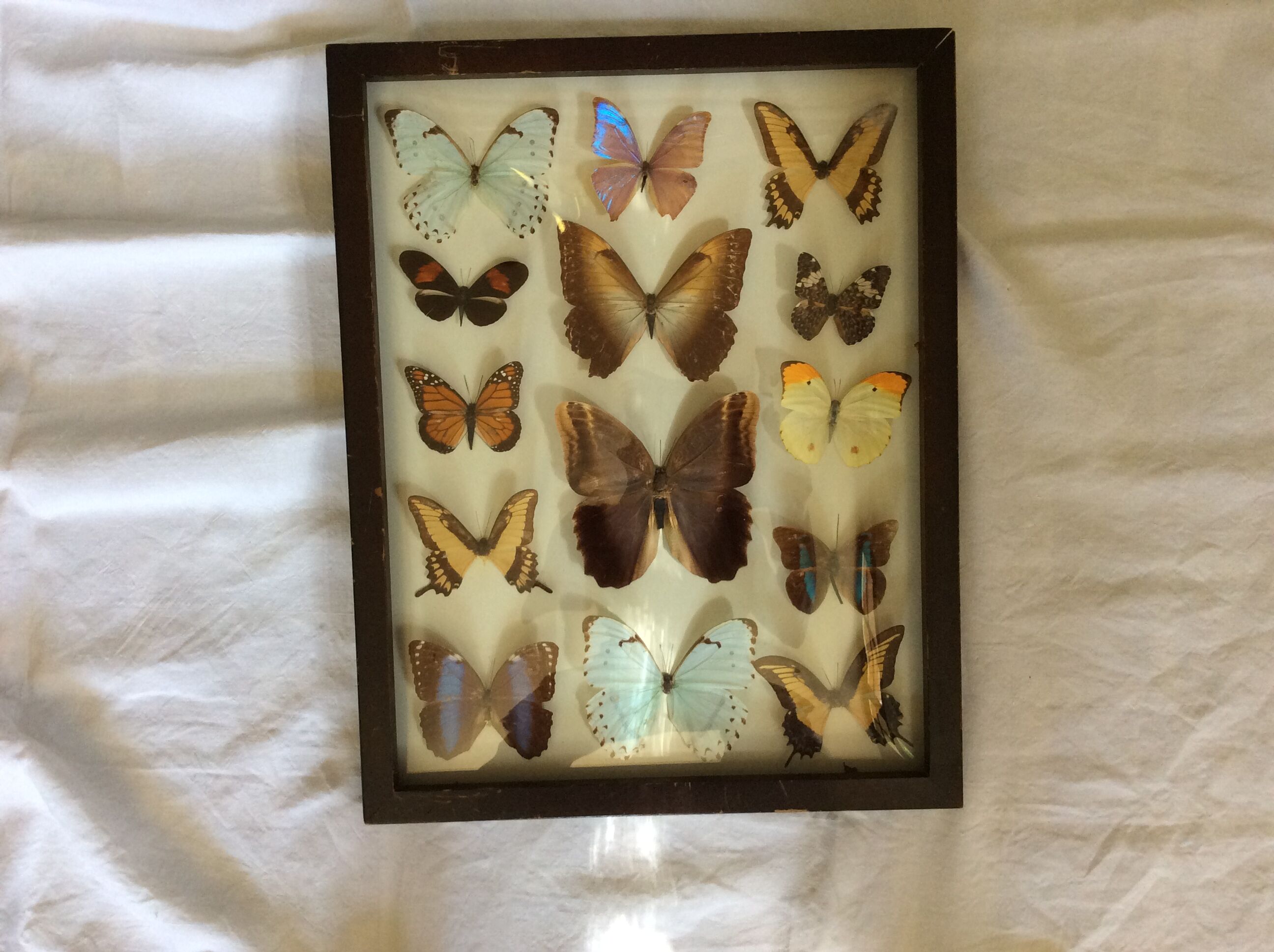 Butterfly frame
