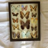 Butterfly frame
