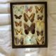 Butterfly frame