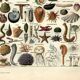 Gravure ancienne 1923 - Mollusques - mer et Océan - planche vintage