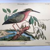 Zoological bird engravings - Little Bittern - Old plate by Seligmann