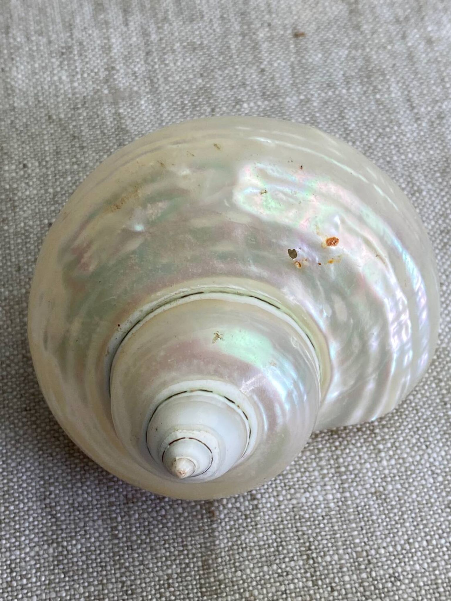 Coquillages nacre blanche, turbo imperialis