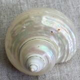 White mother-of-pearl shells, turbo imperialis