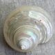 Coquillages nacre blanche, turbo imperialis