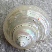 Coquillages nacre blanche, turbo imperialis