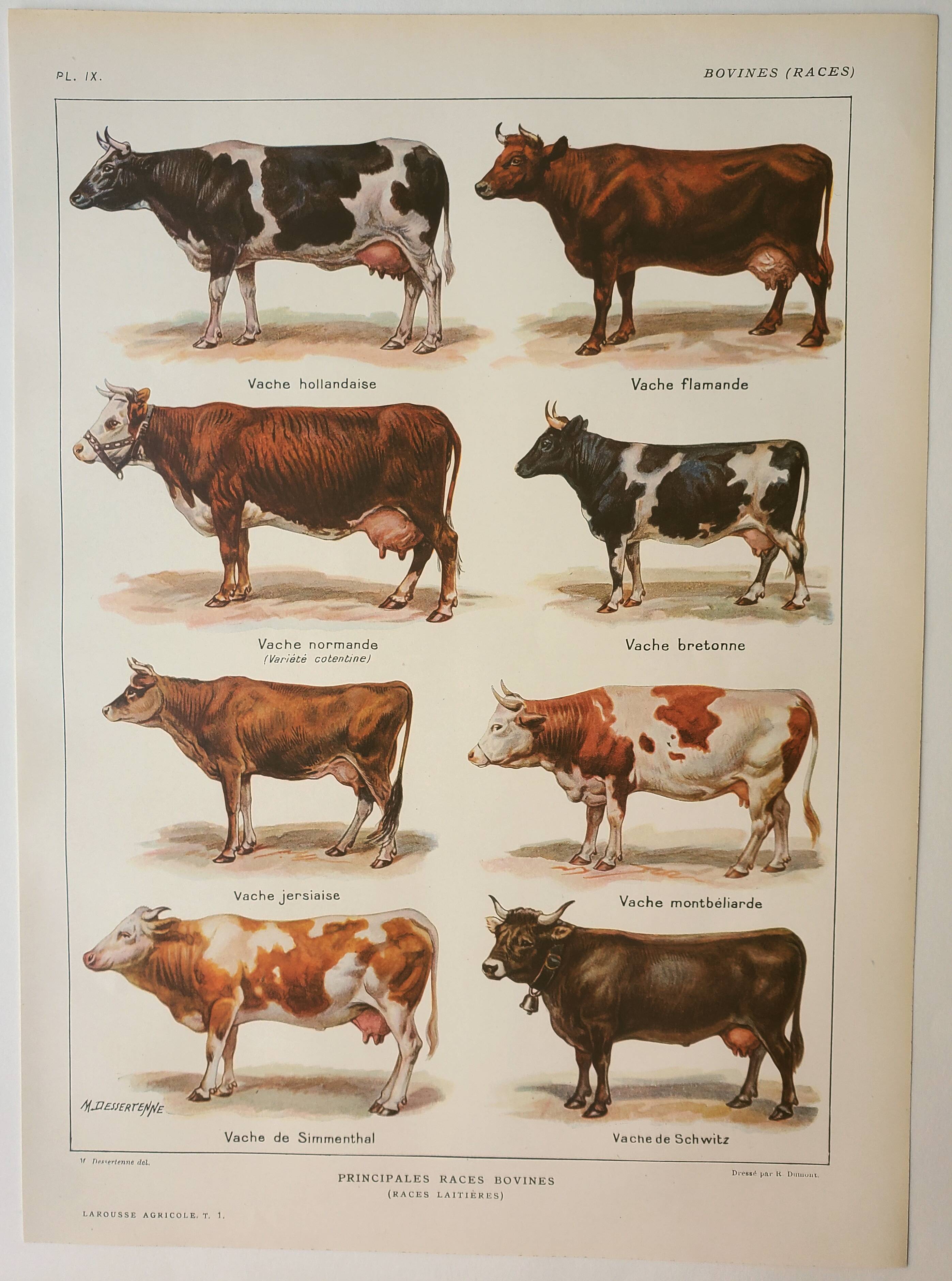 Old engraving 1922, Cow and Cattle, cattle breeds, beef • Lithograph, Original plate