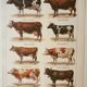 Old engraving 1922, Cow and Cattle, cattle breeds, beef • Lithograph, Original plate
