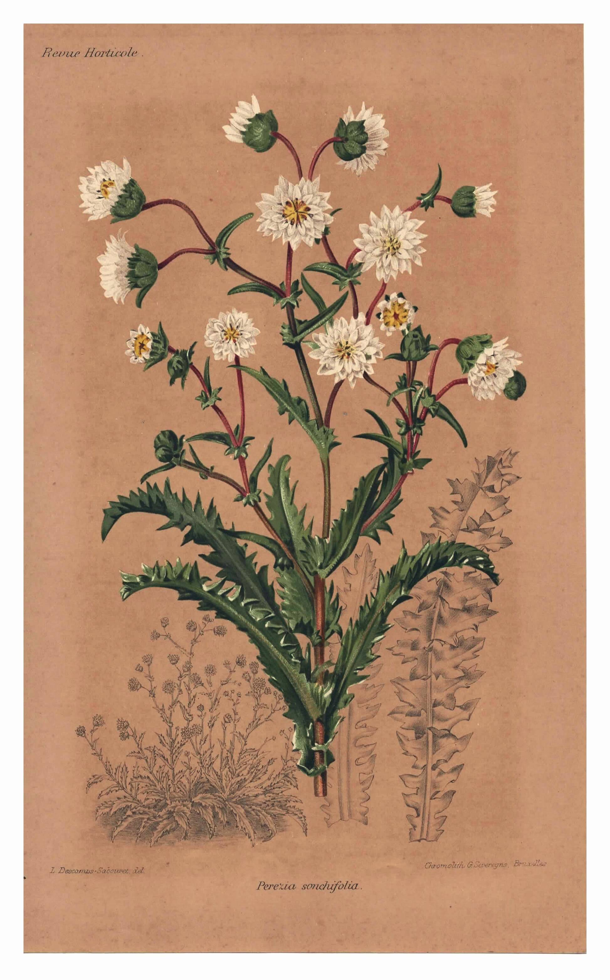 Botanical engraving from 1896 by Descamps-Sabouret • Perezia leaves sow thistle • Old lithograph