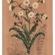 Botanical engraving from 1896 by Descamps-Sabouret • Perezia leaves sow thistle • Old lithograph
