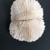 Ancient fungia coral 9x8 cm