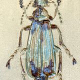 Bas relief painting / earth Beetle entomology A. Prudhomme Cabinet of curiosities