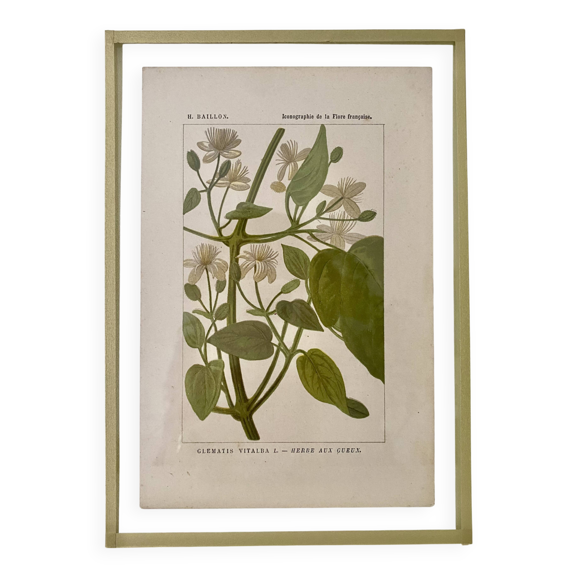 Botanical plate