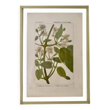 Botanical plate
