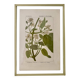 Botanical plate