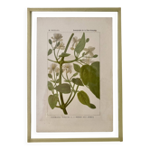 Botanical plate