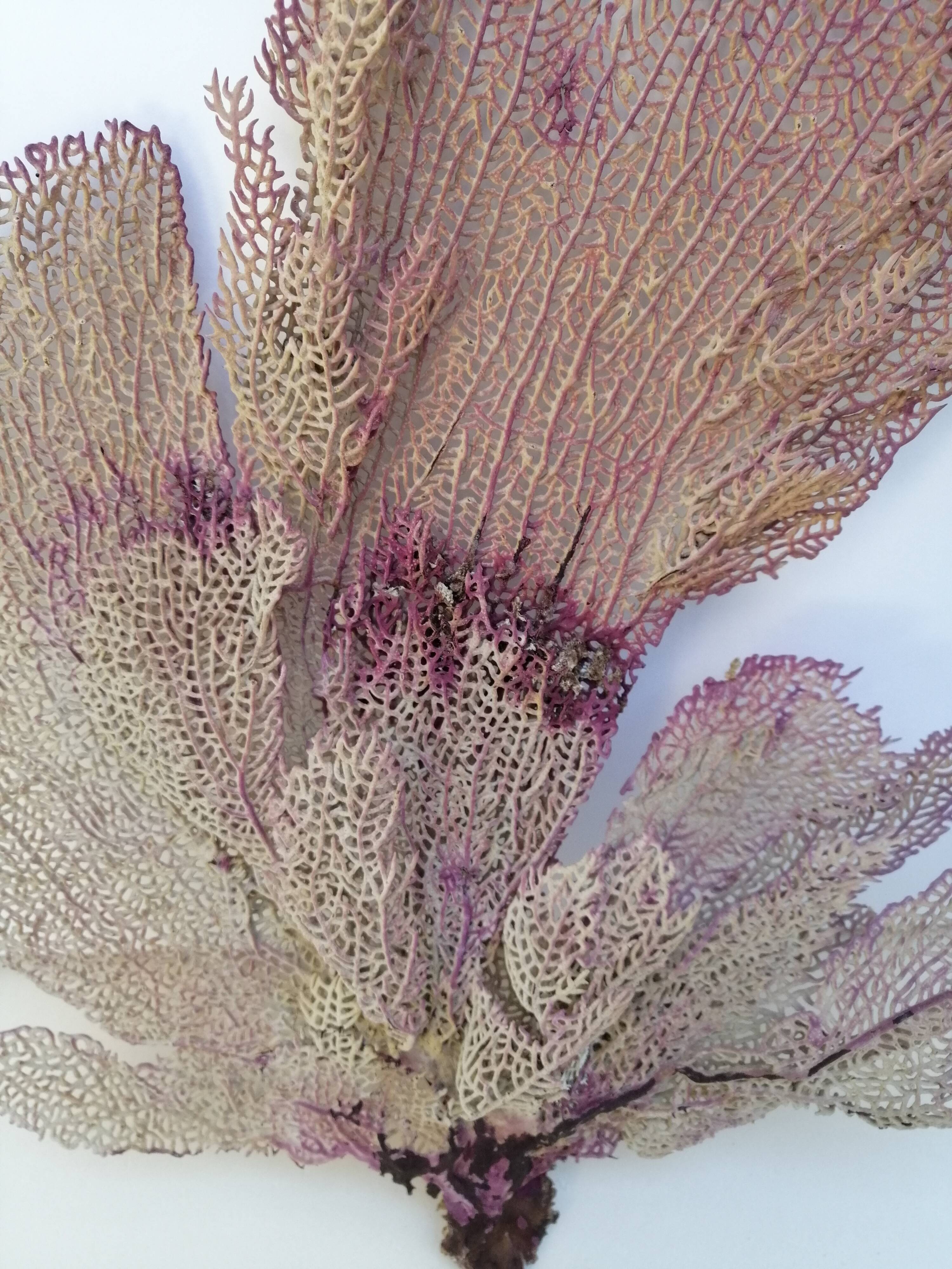 Ancient gorgon coral