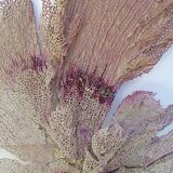 Ancient gorgon coral