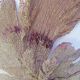 Corail gorgone ancien