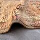 Boujad beige Moroccan rug - 343 x 159 cm