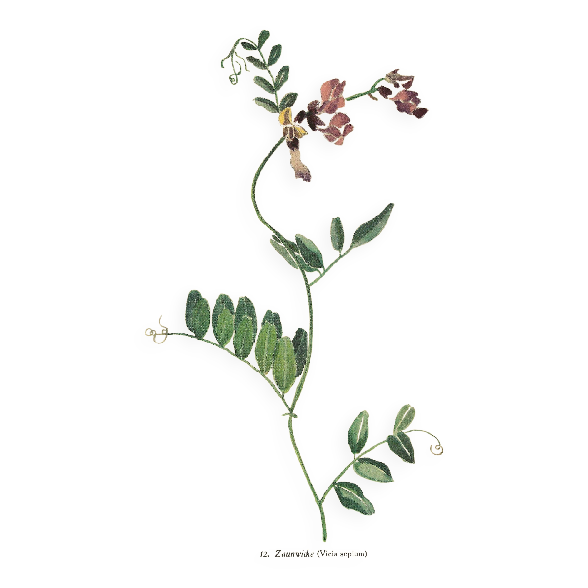 Old illustration 1948 - Vetch - Meadow flower. Botanical plate.