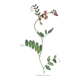 Old illustration 1948 - Vetch - Meadow flower. Botanical plate.
