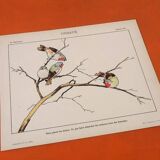 Set of 4 posters Birds, Butterflies, Nest..