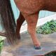 Antique rocking horse