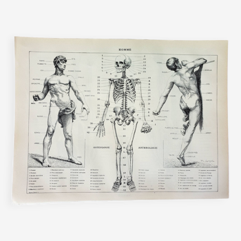 Gravure ancienne 1898, Anatomie humaine, médecine, homme (1) • Lithographie, Planche originale