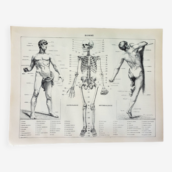 Old engraving 1898, Human anatomy, medicine, man (1) • Lithograph, Original plate
