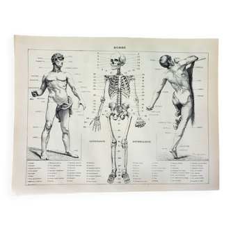 Gravure ancienne 1898, Anatomie humaine, médecine, homme (1) • Lithographie, Planche originale