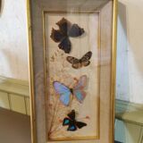 Vintage butterfly frame