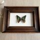 Cadre papillon "Chrysiridia ripheus »