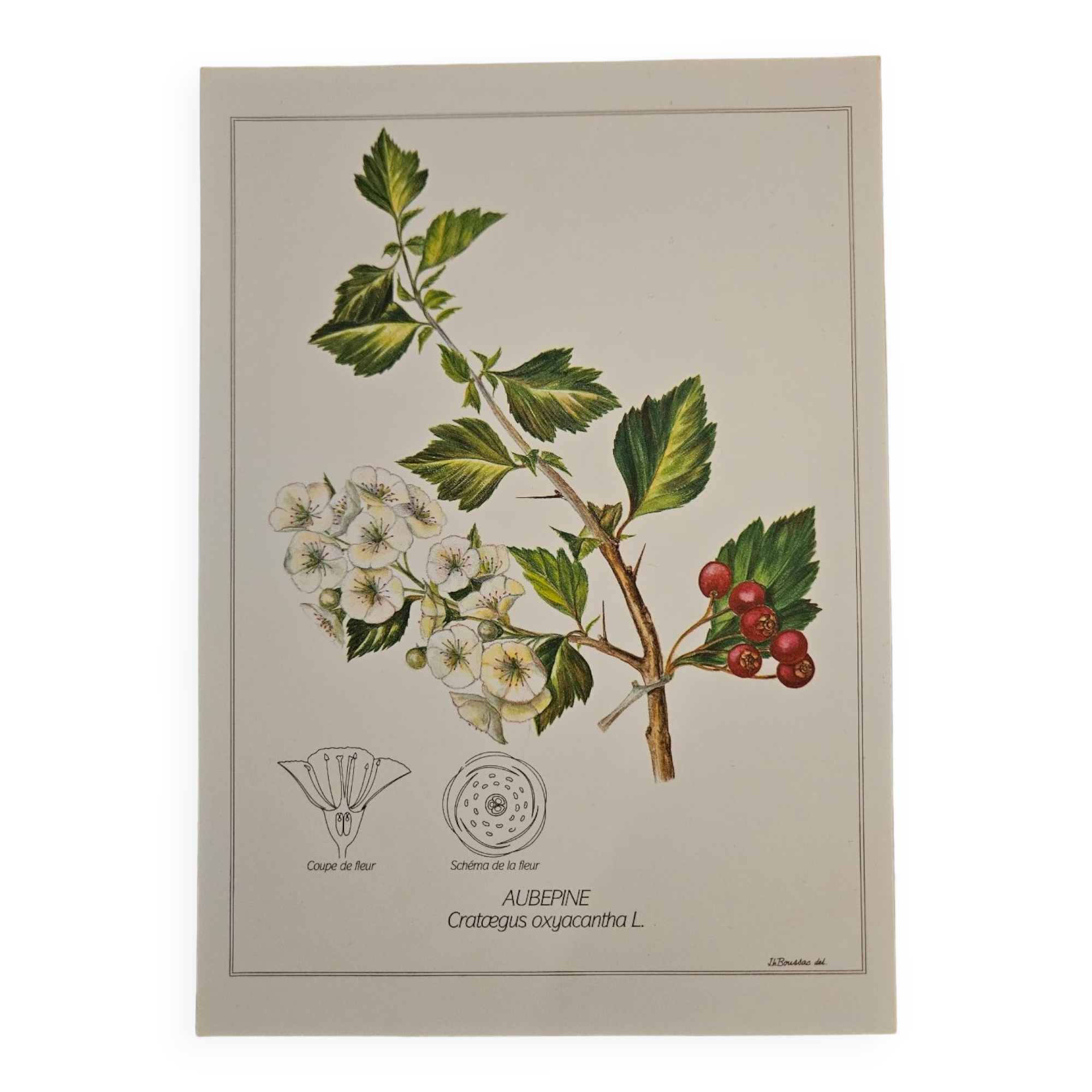 Hawthorn botanical poster