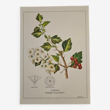 Hawthorn botanical poster