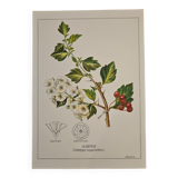 Hawthorn botanical poster
