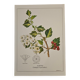 Hawthorn botanical poster