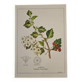 Hawthorn botanical poster