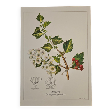 Hawthorn botanical poster