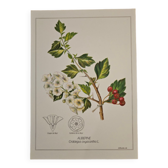 Hawthorn botanical poster