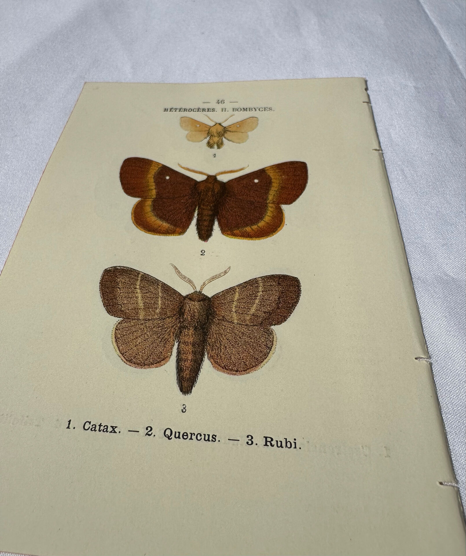🦋 Botanical Plate Engraving of a Butterfly, 19th Century Naturalist, Front Side